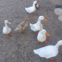 تخم نطفه دار اردک20تومن صددرصد اطمینانی