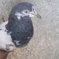 کفتر تیدی|پرنده|میناب, |دیوار