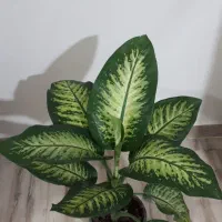 گل و گیاه طبیعی اپارتمانی|گل و گیاه طبیعی|تهران, کیانشهر|دیوار