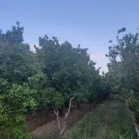 باغچه ۵۰۰متری پیشک۲|فروش زمین و ملک کلنگی|ماهدشت, |دیوار