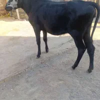 گوساله یا گاو ماده خارجی هلشتاین
