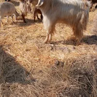 پازن
