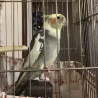 عروس هلندی سخنگو|پرنده|تهران, تهرانسر شمالی|دیوار