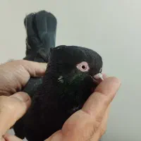 کبوتر