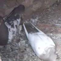 کبوتر سینه|پرنده|تربت جام, میرقوام الدین|دیوار