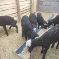 میش شال و همو دوقلو و سه قلو زا