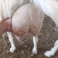 بز سانن اصل واصل پرشیر