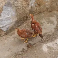 مرغ نژاد دار|حیوانات مزرعه|مشکین‌دشت, |دیوار