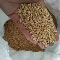 گندم آبی پیشگام
