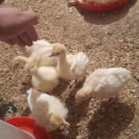 جوجه ۲۵ روزه
