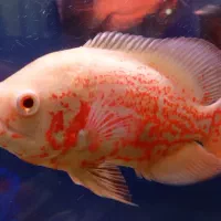 ماهی اسکار|ماهی|شیراز, رکنآباد|دیوار