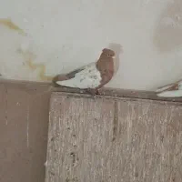 کفترسینه