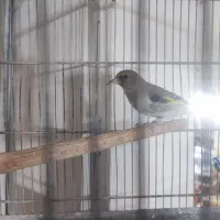 فروش سهره کرمانی درجه یک با قفس|پرنده|قم, چهار مردان|دیوار