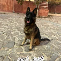 ژرمن شولاین نر ک