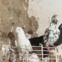 کبوترر|پرنده|مریوان, |دیوار