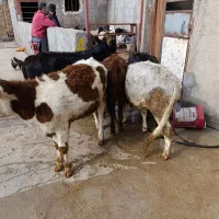 گوساله بومی چاق درجه یک استخوان ریز|حیوانات مزرعه|الشتر, |دیوار