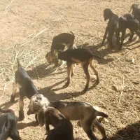 کهره شیری و بره شیری|حیوانات مزرعه|شیراز, بید زرد|دیوار