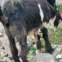 بز،بیگ،تیشتر|حیوانات مزرعه|دزفول, |دیوار