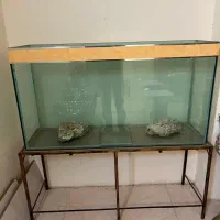 آکواریوم|ماهی|تهران, دربند|دیوار