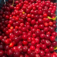 البالو درجه یک مجاری