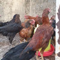 مرغ و خروس لاری