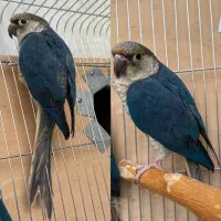 عروس هلندی و کوتوله