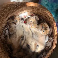 گربه نژاد اسکاتیش بلو با برتیش گلد