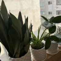 ۱۵ تا گل و گلدان|گل و گیاه طبیعی|رشت, جهاد|دیوار