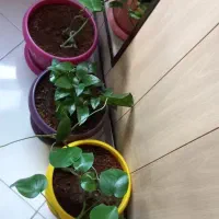 گلدان رنگی با گل|گل و گیاه طبیعی|مشهد, گلبرگ|دیوار