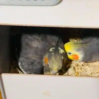 گمشده