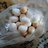 تخم مرغ محلی گلین هم غاطیشون هست