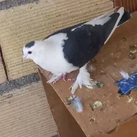 کفتر .کبوتر|پرنده|مشهد, انصار|دیوار