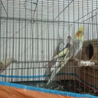 130000000|پرنده|سی‌سخت, |دیوار