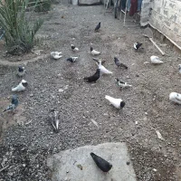 کبوتر وپرنده