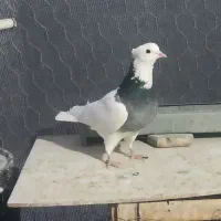 طوقی.