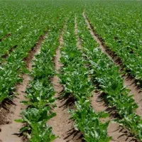 اجاره زمین کشاورزی