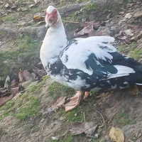 اردک اسرائیلی نر سنگین وزن|حیوانات مزرعه|اطاقور, |دیوار