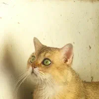 گربه بریتیش گلد ny25