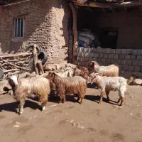 کهره نر، بره نر و قوچ فروشی|حیوانات مزرعه|چیتاب, |دیوار