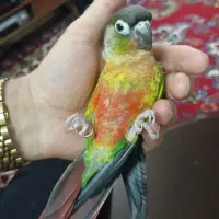 پرنده گرینجیک