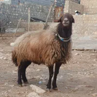 به فروش میرسد