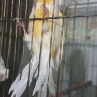 قناری نر و ماده|پرنده|مشکین‌دشت, |دیوار