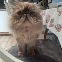 گربه هیمالیا