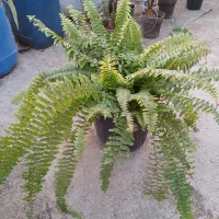 گل بابا آدم تنه قرمز|گل و گیاه طبیعی|هشتگرد, شهرک گلخانه|دیوار