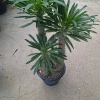 نخل ماداگاسکار