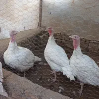 بوقلمون گوشتی