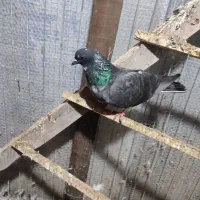 کبوتر پرشی|پرنده|رامسر, |دیوار