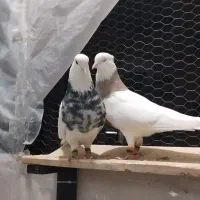 طوقی ، کبوتر ، پرنده