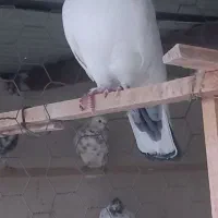 کله دم سبز پرش بازی دار