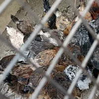 مرغ و خروس|حیوانات مزرعه|مشهد, ایثار|دیوار